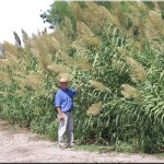 Goolsby by Arundo on irrigation canal Weslaco, TX