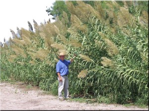 Goolsby by Arundo on irrigation canal Weslaco, TX