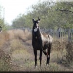 Nilgai Bull Willacy