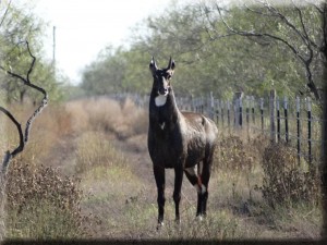 Nilgai Bull Willacy