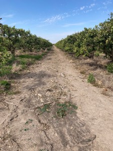 Texas Citrus Feb 14 2022 one year after historic freeze